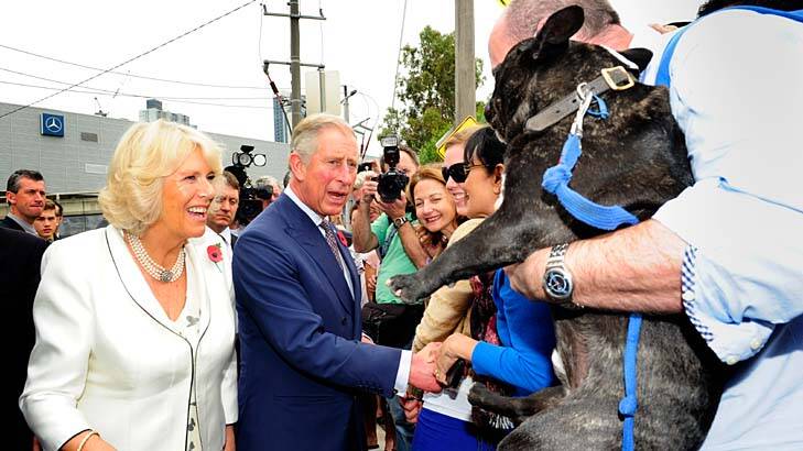 Hounded by monarchists … the royal couple surrounded by a scant crowd in Southbank, are pursued by Neville Condron and his French bulldog, Bert.