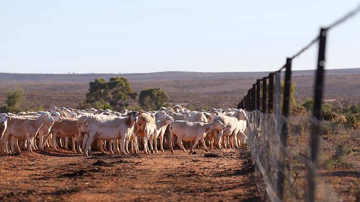 Waste of cash: The tide turns against money for farmers caught out by the drought. Photo: Andrew Meares