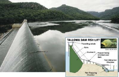 Getting up the steep 43m Tallowa Dam wall will be a snap thanks to the new fish lift, which is part of $26 million worth of infrastructure works to begin this week.