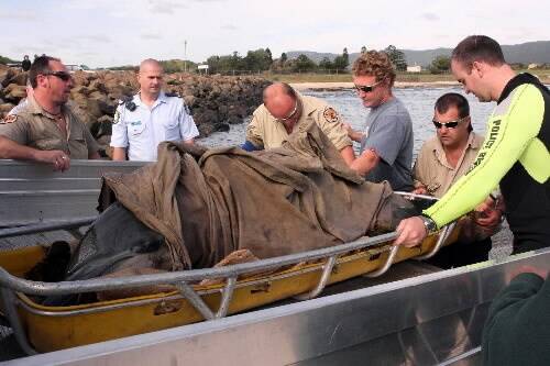 Police, National Parks and Wildlife officers and other volunteers work in vain to save a stranded dolphin at Bellambi boat ramp yesterday. Picture: HANK van STUIVENBERG