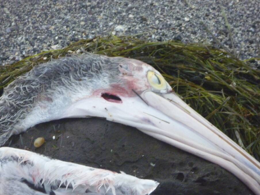 A Shellharbour pelican believed to have been the victim of a deliberate attack.