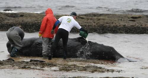 Volunteers try to hydrate the baby sperm whale, beached on the shore at Currarong Beach, near Jervis Bay. Pictures: ANDY