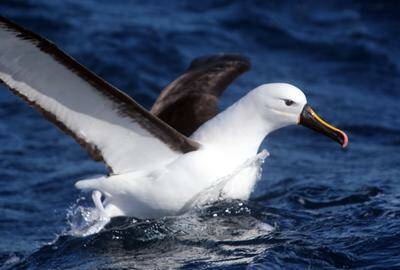 A black-browed albatross rides the thermal currents. Picture: ROBERT PEET