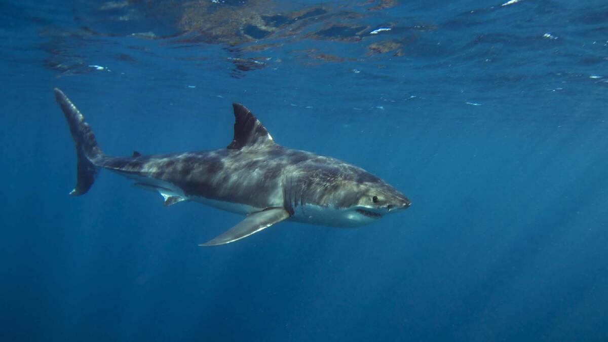 A man has been killed by a shark at a Wellington, New Zealand beach. File photo.