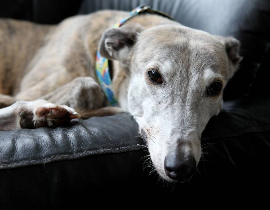 Greyhound Rescue is trying to home hundreds of dogs like Lollie. Picture JANIE BARRETT