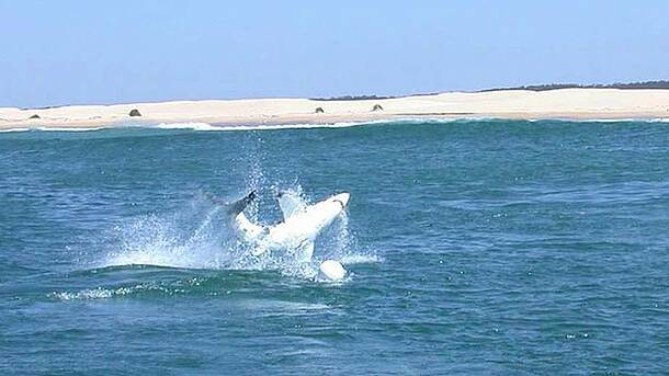 A hooked juvenile white shark breaching while being led away from the surf zone for tagging off Bennetts Beach in 2011. Photo: CSIRO