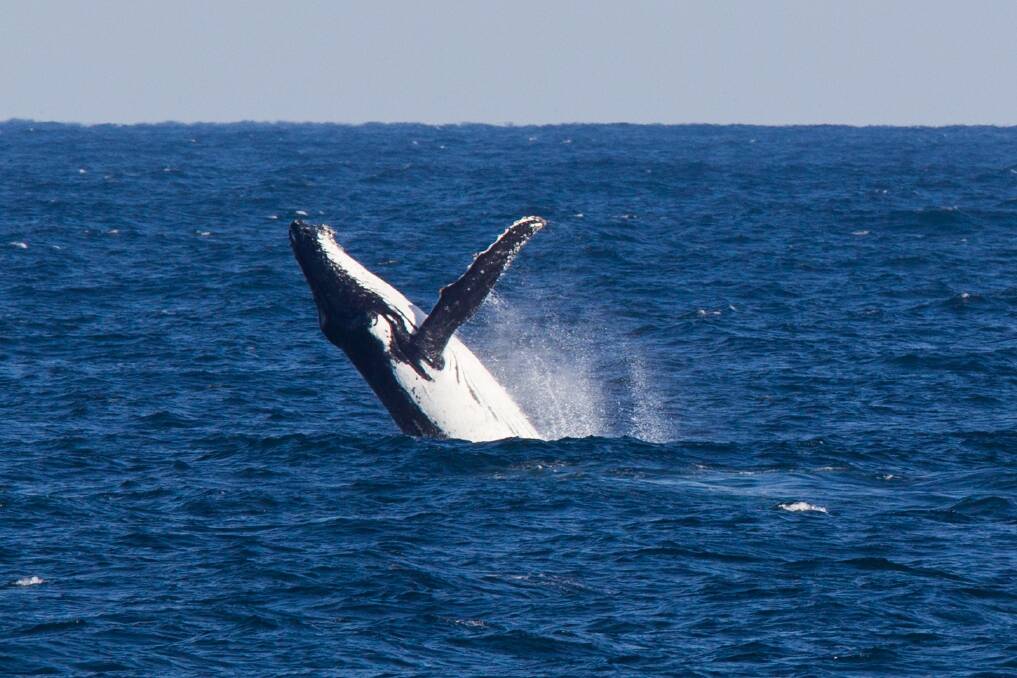 Whales photographed from Woonona pool yesterday. Picture: WESLEY LONERGAN
