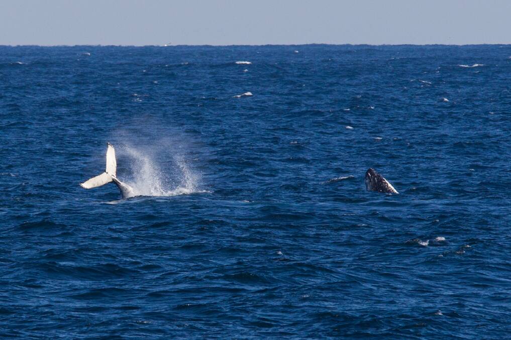 Whales photographed from Woonona pool yesterday. Picture: WESLEY LONERGAN