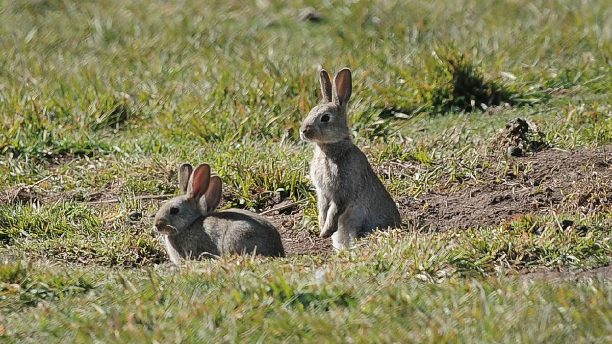 The Illawarra's wild rabbit control season will start in April