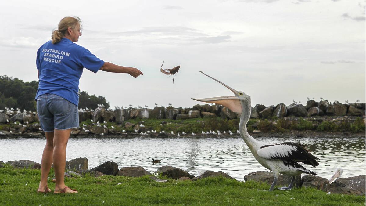  ASR South Coast founder Julie Dunn feeds a pelican at Berkeley. Picture: CHRISTOPHER CHAN