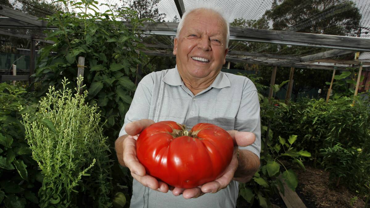 Ivan Zufic with the 1.2 kilogram tomato he grew in his Dapto garden. Picture: ANDY ZAKELI