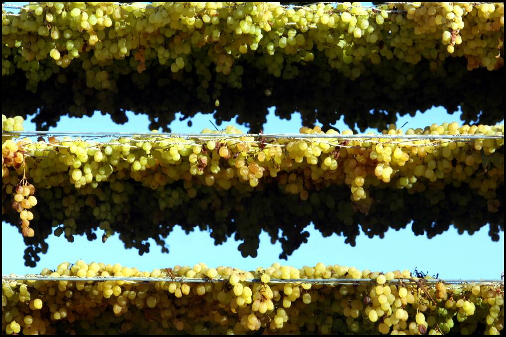 Grapes drying in the sun on the journey to becoming sultanas.