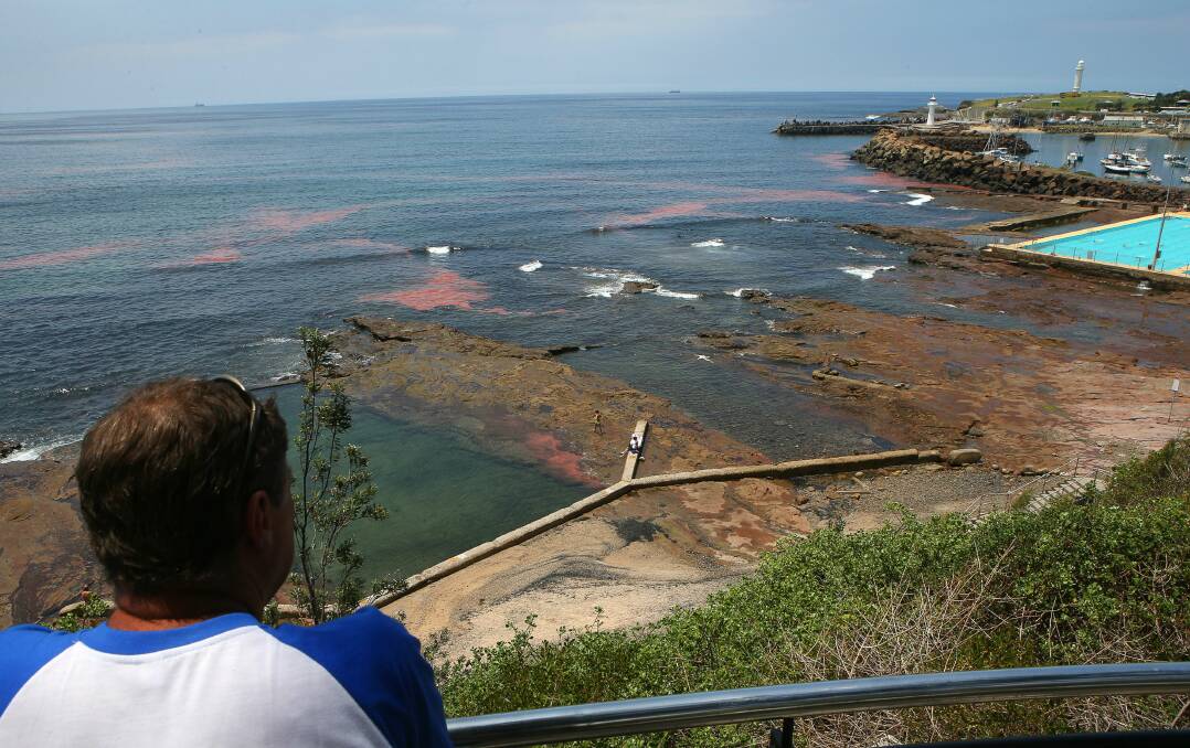Algal bloom off Wollongong Harbour. Picture: KIRK GILMOUR