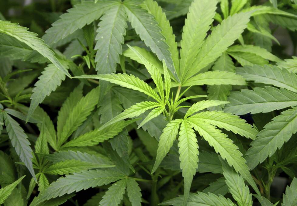 Wollongong drug unit tip off: $900,000 cannabis crop arrest