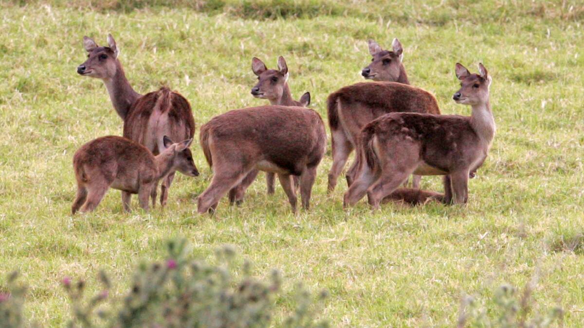 Man fined over deer shoot near Figtree
