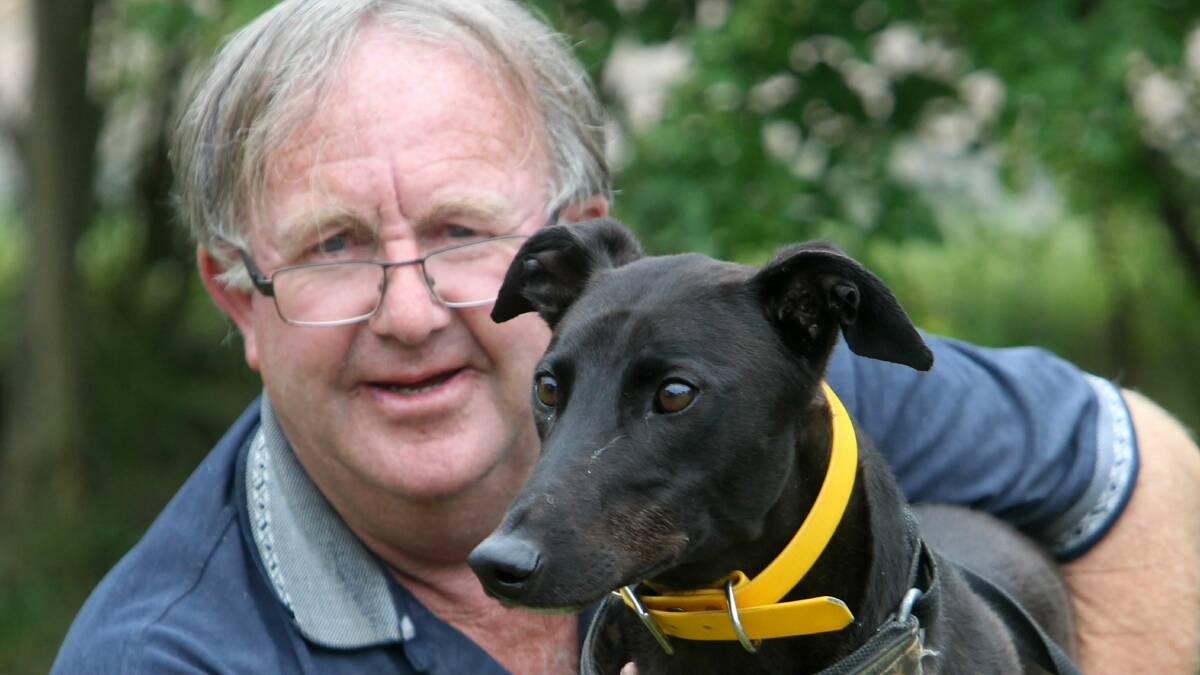 Bruce Lloyd with a rejuvenated Spring Eddie, who contests a Gold Plate heat at Bulli tonight. Picture: GREG TOTMAN