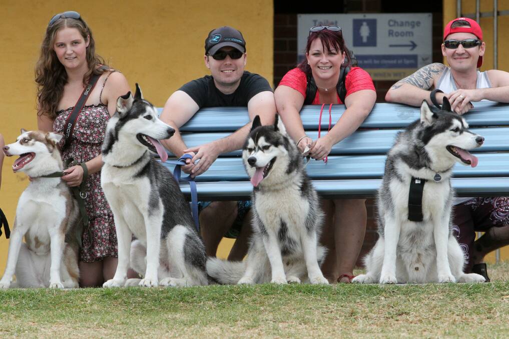 Sand replaces snow for rescued huskies