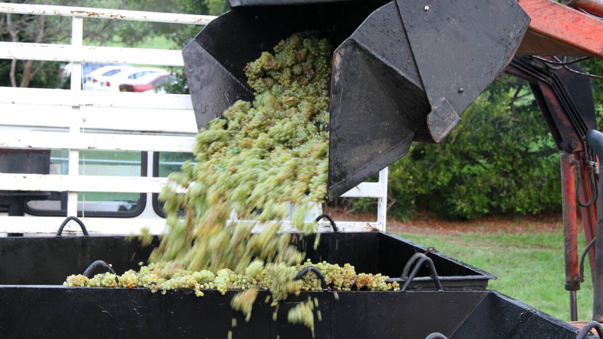 GALLERY: Heatwave damages winery's sav blanc crops 
