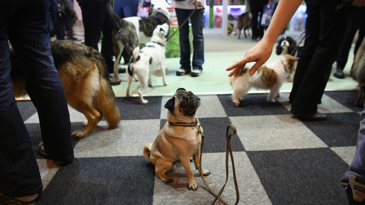 A pug is told to remain seated during day one of the Crufts dog show in England. Picture: GETTY IMAGES