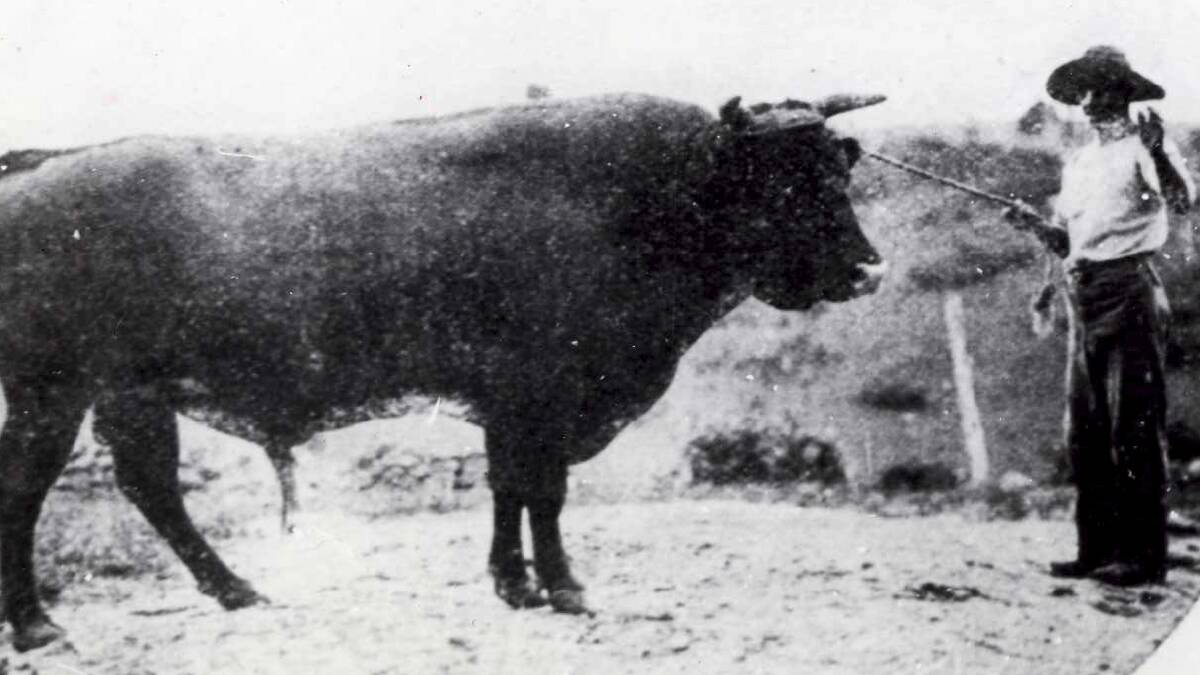 Mr Craig, of Jamberoo, shows off his champion bull in 1903. CREDIT: From the collections of the Wollongong City Library and the Illawarra Historical Society