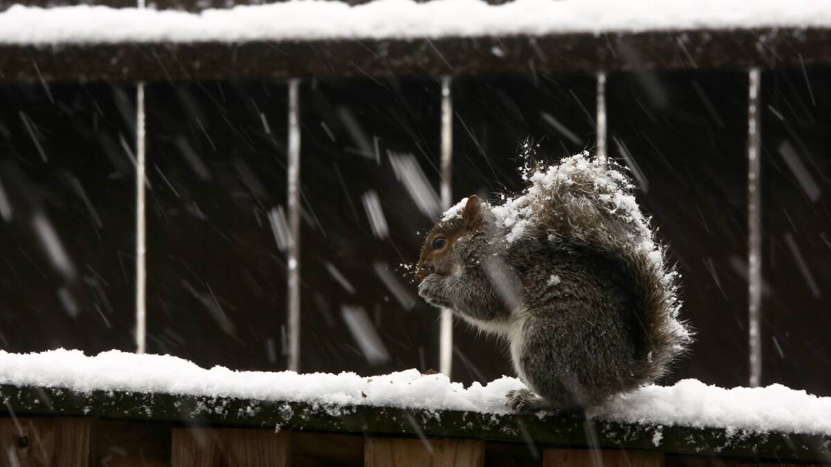 A squirrel sits atop a snowy fence in Arlington, Virginia. Picture: REUTERS
