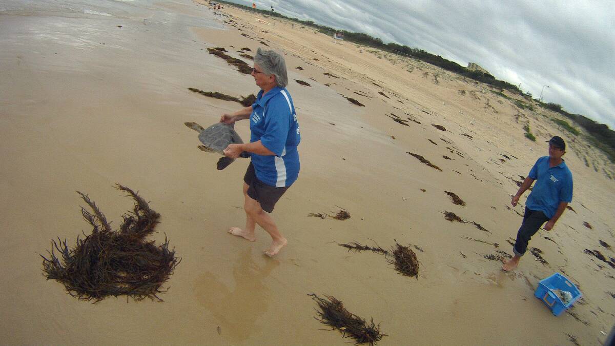 GALLERY: Turtle makes her return to the ocean