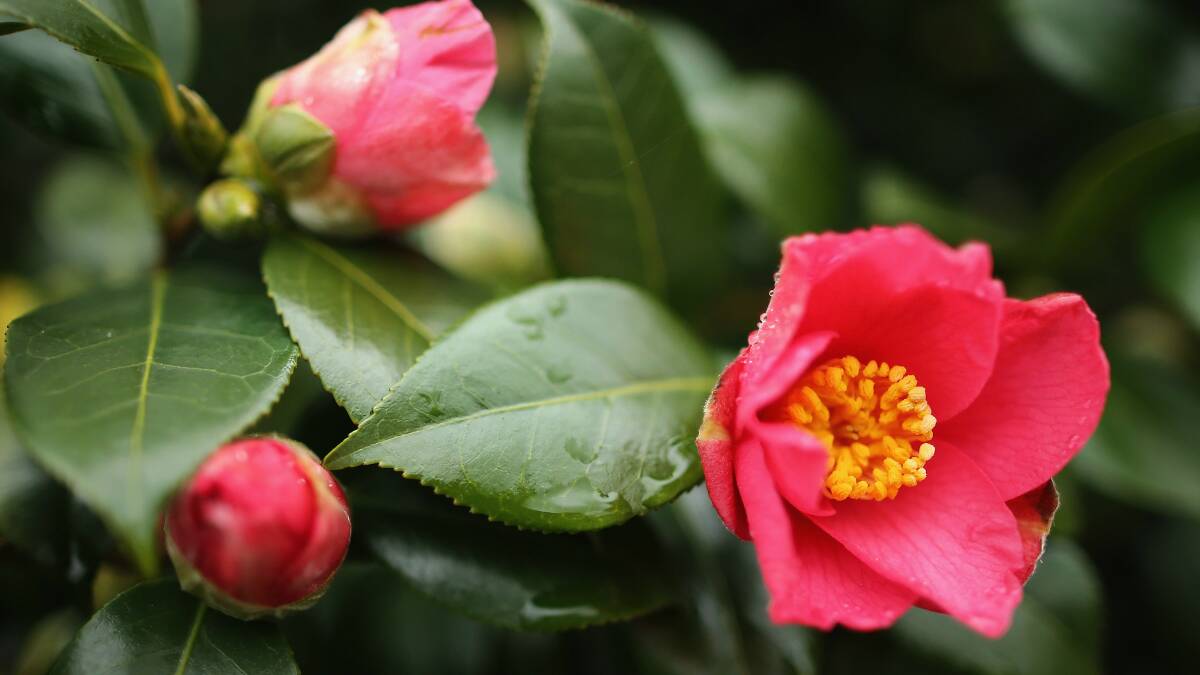 Flowers emerge at the Kew Gardens in England on the first day of spring. Picture: GETTY IMAGES