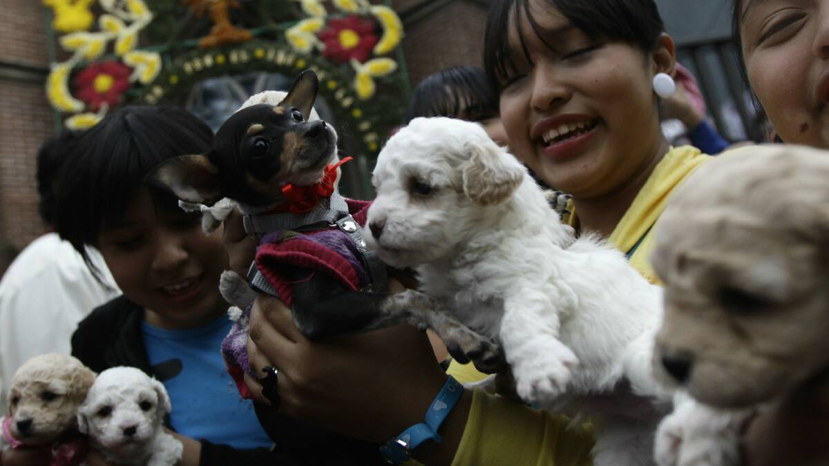 People take their dogs to be blessed at a church in Mexico City, Mexico. Picture: REUTERS