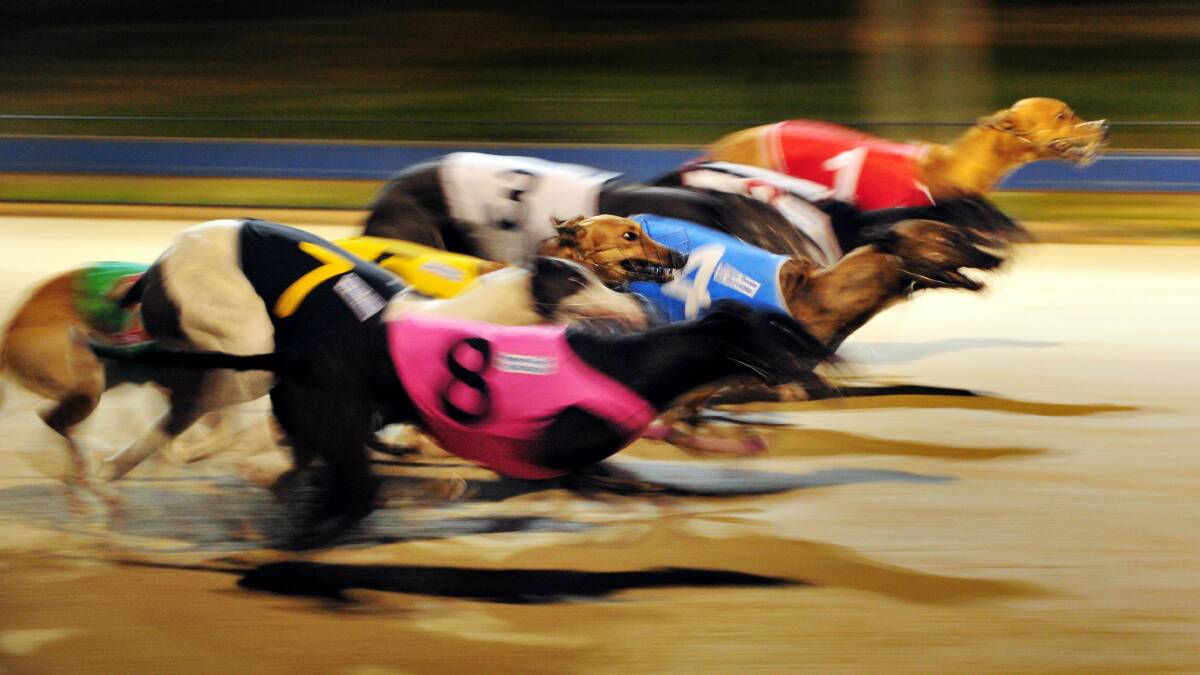 BLOG: Put an end to greyhound racing