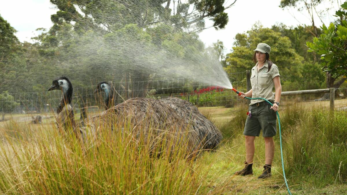 Symbio head keeper Kylie Elliott cools down two emus yesterday. Picture: KIRK GILMOUR