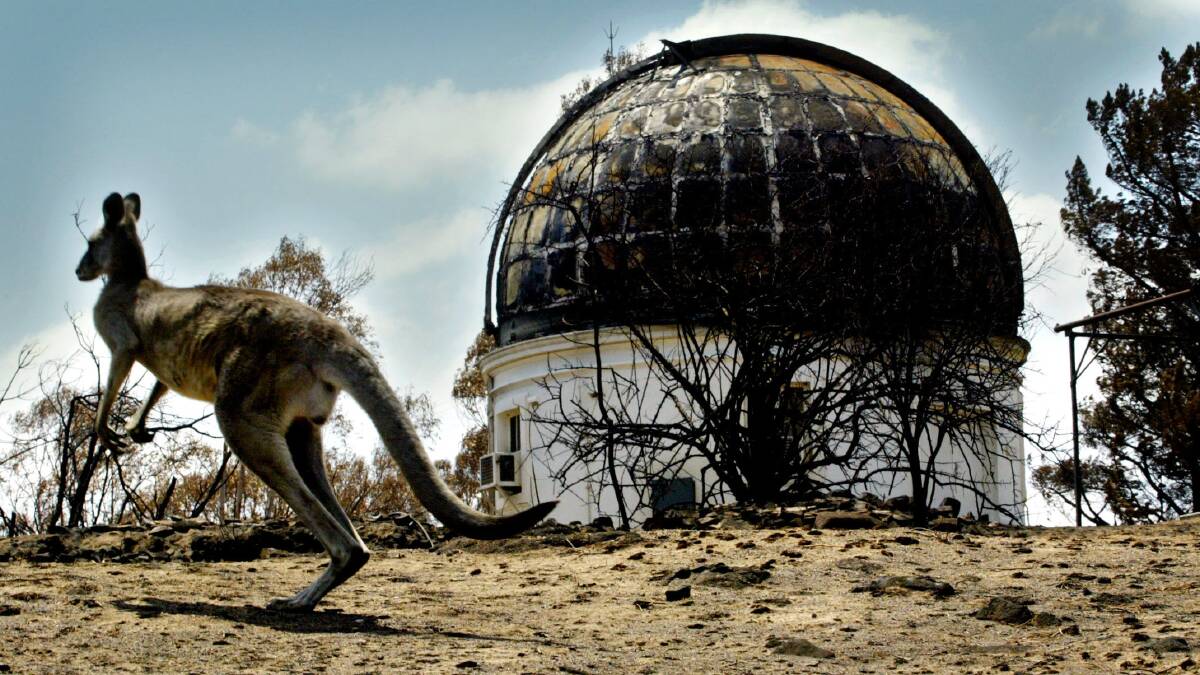 A kangaroo in front of the Stromlo Conservatory in Canberra in 2003. Picture: ANDREW MEARES
