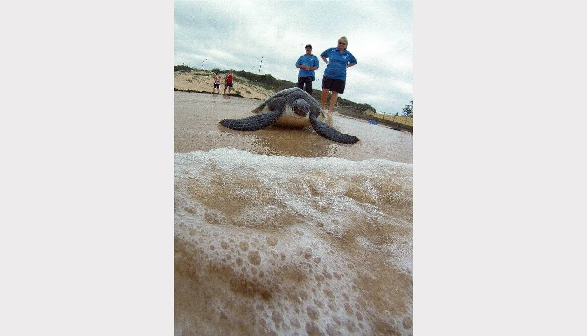 GALLERY: Turtle makes her return to the ocean
