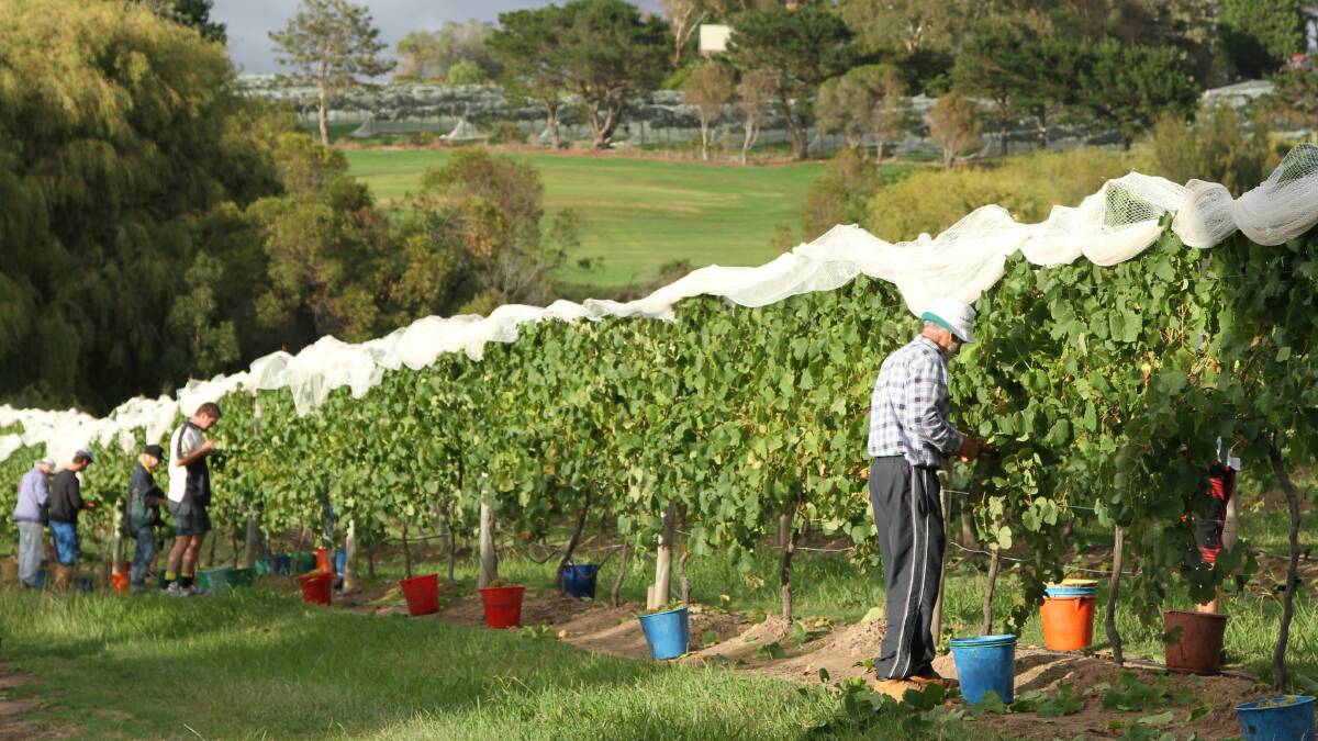 GALLERY: Heatwave damages winery's sav blanc crops 