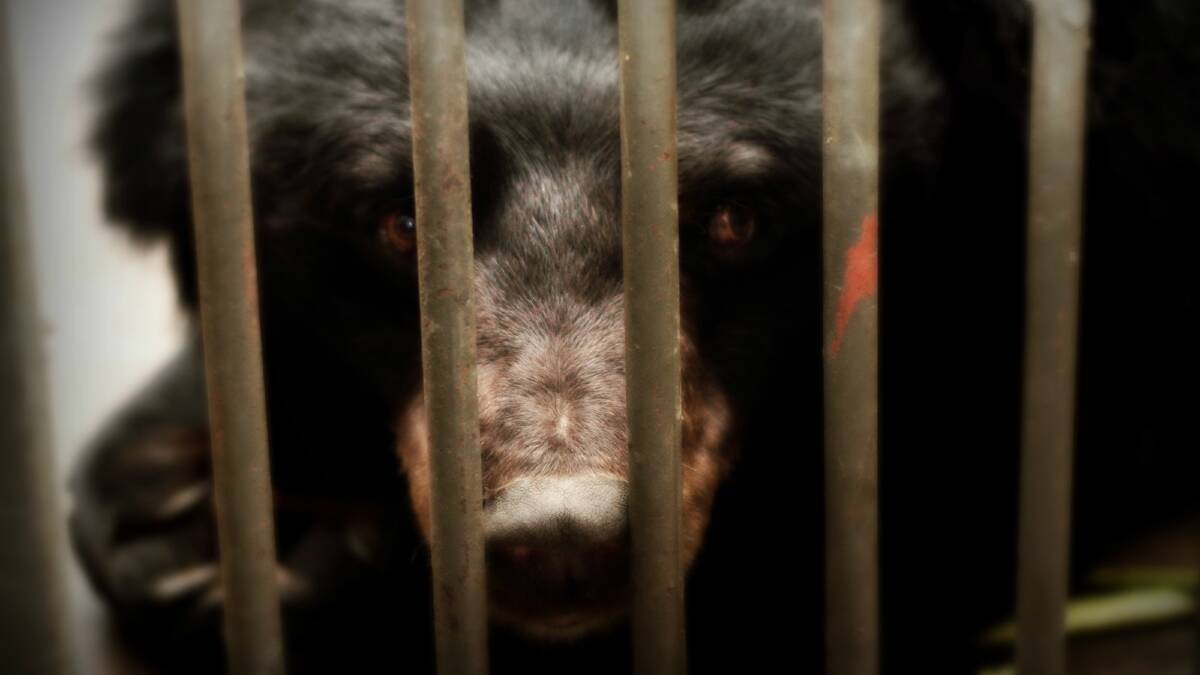 A caged moon bear in China. 