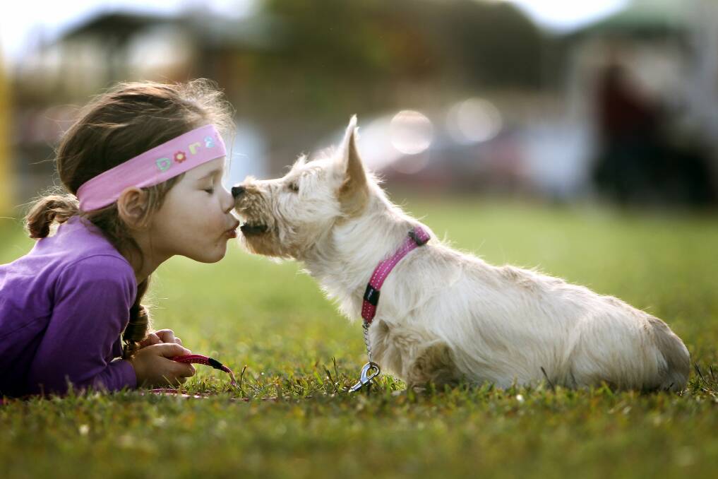 Chelsea, 3, with Lottie the Scottish Terrier. Pictures: SYLVIA LIBER