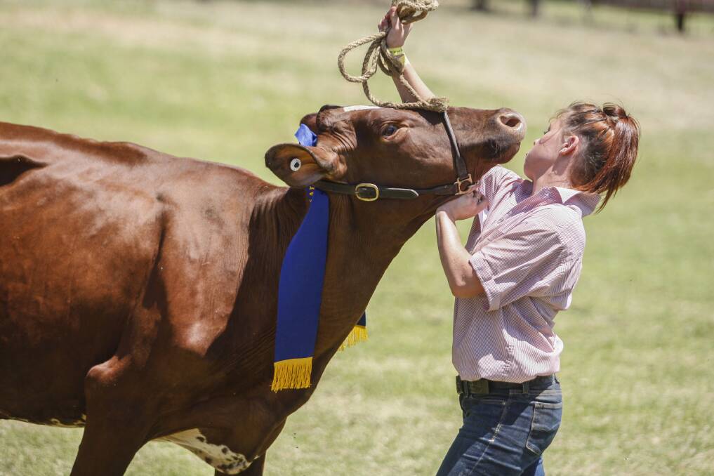 A fun-filled day at the Albion Park Show. Picture: CHRISTOPHER CHAN