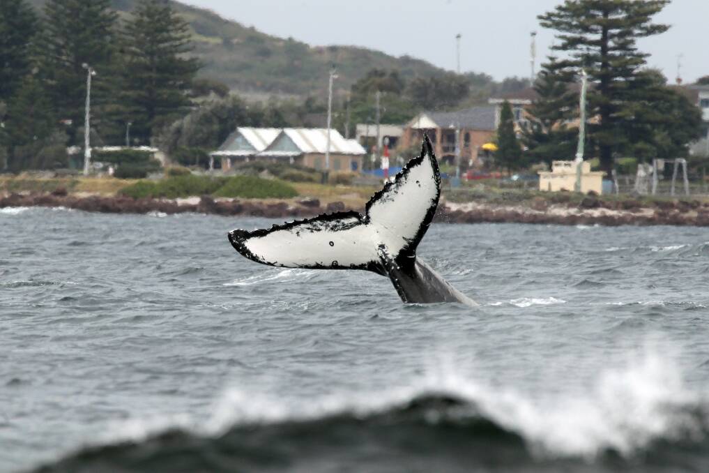 Mum and baby whale frolic off Shellharbour