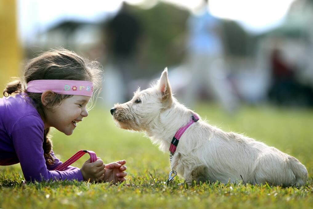 GALLERY: Puppy love puffs up crowds for show day