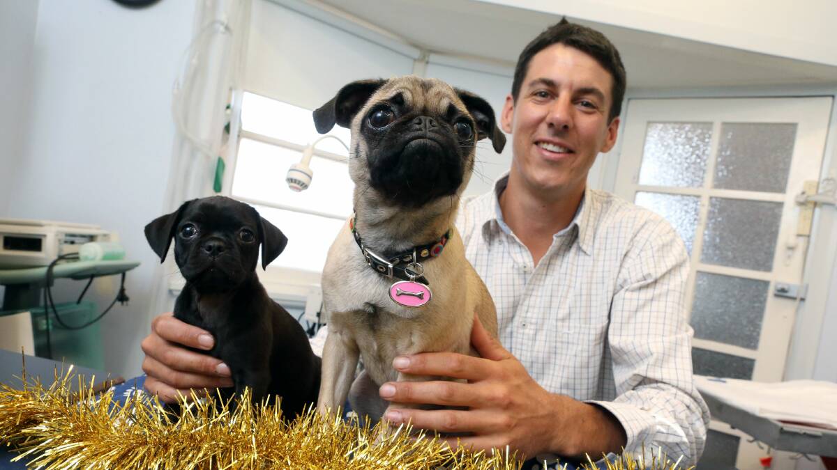 Puggle Sophie and pug Penny with Dr Paul Partland. Picture: ADAM McLEAN