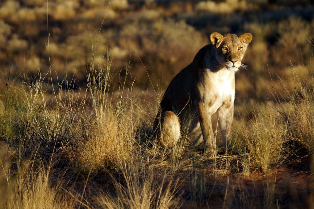 A Kalahari lioness keeps an eye on the tourists. Pictures: COLIN MARKHAM