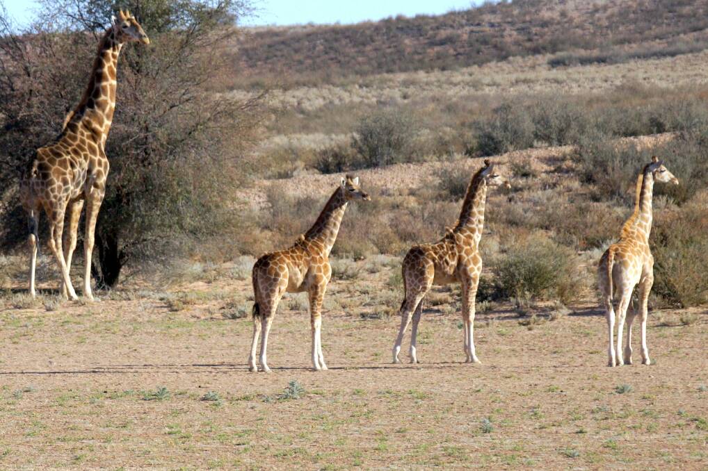  An adult and three young giraffe on the dry river bed of the Auob River in Kgalagadi National Park.
