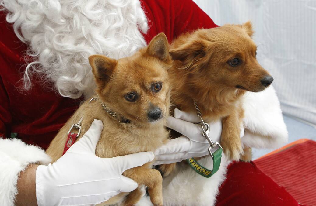 Santa holds Mindy and Cheeky at the Wollongong RSPCA. Picture: ANDY ZAKELI