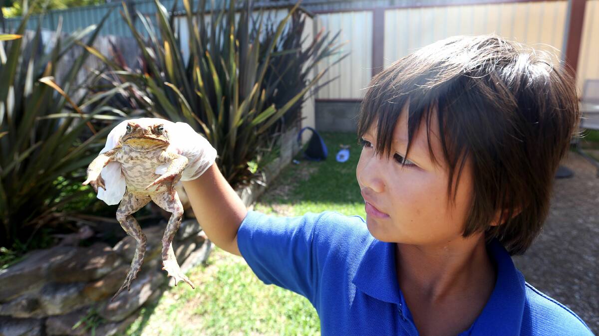 Austin Bingham, of Woonona, with the large toad that appeared in their back yard. Picture: SYLVIA LIBER