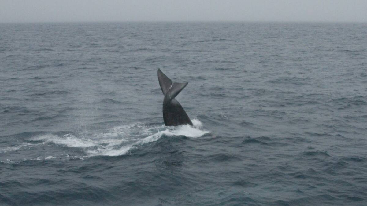 The fluke of an Antarctic blue whale. Photo: Paul Ensor