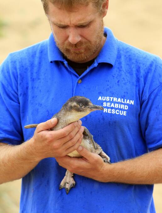 Carer Paul Gordon with Penfold the Little Penguin. Picture: ANDY ZAKELI