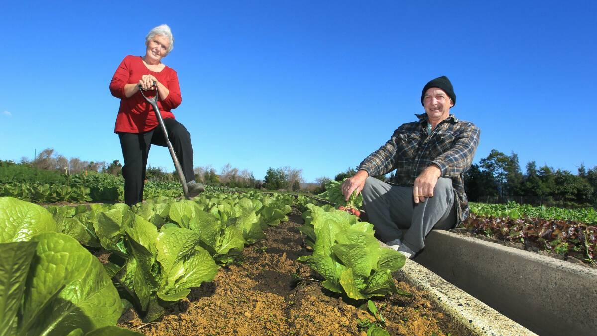 Christene Hartley and Denis Bagnall working in Australia's biggest community garden in Dapto. Picture: ORLANDO CHIODO