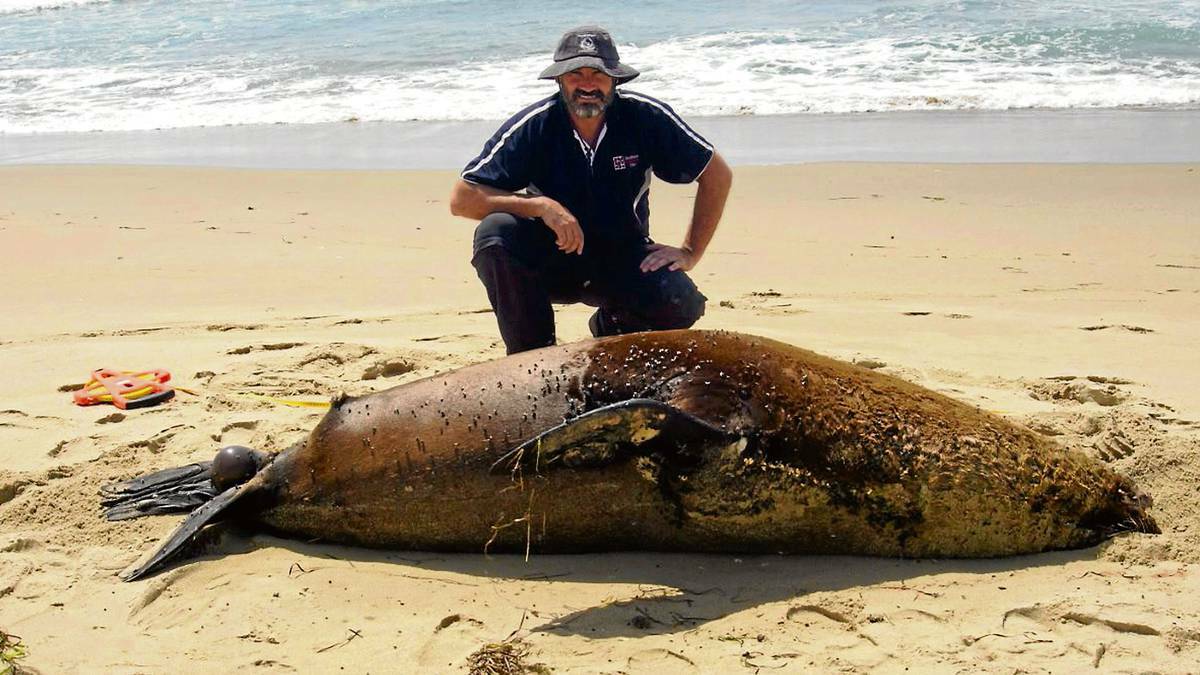 Veterinarian Justin Clarke from Shoalhaven Veterinary Clinic inspects the dead male fur seal. Picture: NATIONAL PARKS and WILDLIFE SERVICE