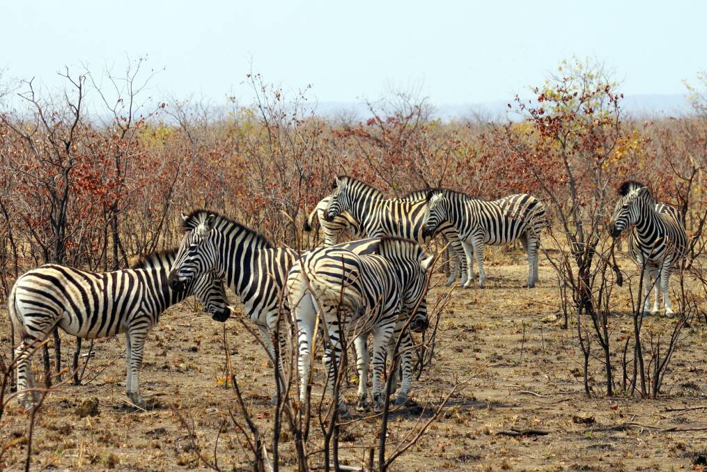 A herd of zebras.