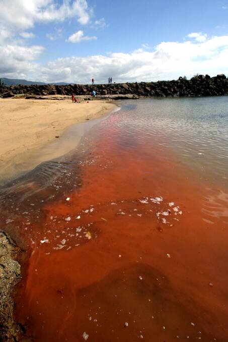 A suspected bloom of red algae coloured the shores of Belmore Basin.