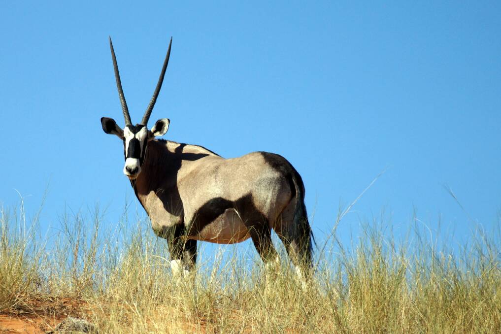 A gemsbok (desert antelope)  in the Kgalagadi National Park.